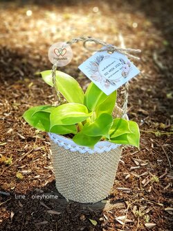 ของชำร่วยต้นไม้มงคลสวมปลอกกระสอบแต่งลูกไม้