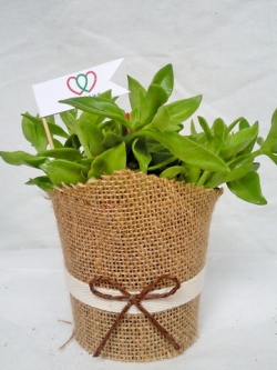 เบบี้โรส ห่อผ้ากระสอบ