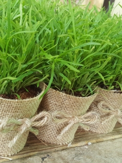 ต้นริบบิ้นเขียว (ของชำร่วยต้นไม้)