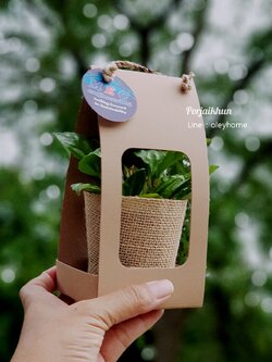 ต้นไม้ของชำร่วยในกล่องกระดาษลดใช้ถุงพลาสติก