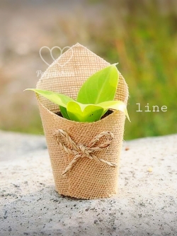 ของชำร่วยต้นไม้ ต้นไม้มงคลขนาดกระถาง 2.5 นิ้ว ห่อผ้ากระสอบหลังสูงใส่ถุงใสหูหิ้ว