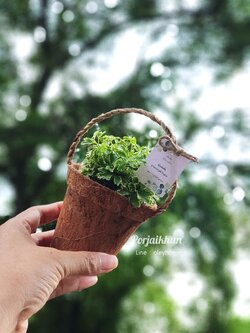 ของชำร่วยต้นไม้มงคลในกระถางใยมะพร้าวมีหูหิ้วในตัว