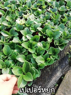 ต้นเปเปอร์หยก (ของชำร่วยต้นไม้)