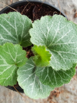 ต้นหูเสือ (ของชำร่วยต้นไม้)