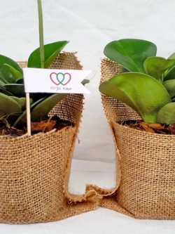 เปปเปอร์ ห่อผ้ากระสอบ