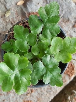 ต้นเฟิร์นก้านดำใบเมเบิล (ของชำร่วยต้นไม้)