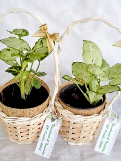 ไม้มงคลนาม กระถาง 2.5" ในกระเช้าของชำร่วย