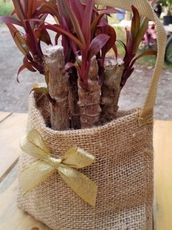 ไม้มงคลนาม กระถาง 3" ในถุงผ้ากระสอบ