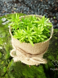 ต้นแพทอง (ของชำร่วยต้นไม้)