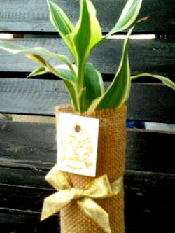 ของชำร่วยต้นไม้ต้นไผ่กวนอิมในแจกันห่อผ้ากระสอบ