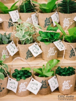 ต้นไม้ของชำร่วย ต้นไม้มงคลห่อผ้ากระสอบ สกรีน let love grow มีหูหิ้วในตัว