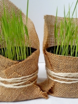 ต้นกล้าข้าวหอมมะลิ ห่อผ้ากระสอบ