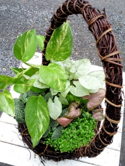 ไม้กระถางมงคลในกระช้ารังนก 7"