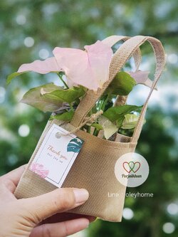 ต้นไม้มงคลในถุงผ้าโทนสีธรรมชาติ