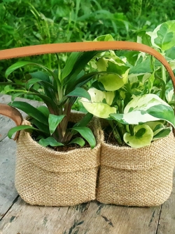 ต้นไม้มงคลแพ็คคู่ ต้นไม้รับไหว้ผู้ใหญ่ ต้นไม้ของขวัญ