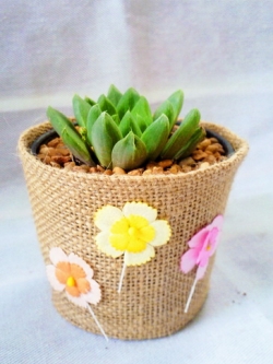 แคคตัส กุหลาบหินใบ และไม้อวบน้ำคละชนิดต้นไม้ได้ ของชำร่วยต้นไม้,กระบองเพชร