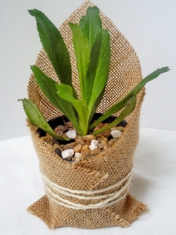 ผักชีฝรั่ง ห่อผ้ากระสอบ