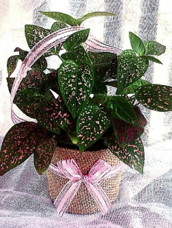 ละอองดาว