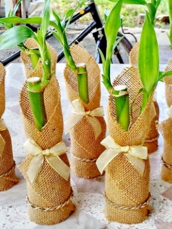 ไผ่กวนอิม(แบบท่อน)ในขวดนมรีไซเคิลห่อผ้ากระสอบ