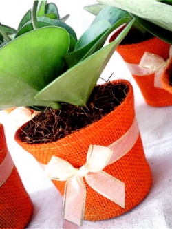 เปเปอร์โรเมีย กระถางห่อผ้ากระสอบสีสดใส