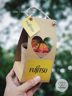 กระบองเพชรหัวสีใส่กล่องช่องหัวใจ