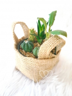 สวนถาดจิ๋ว สวนถาดแคคตัส กระบองเพขร ใส่ถุงผ้ากระสอบสไตล์เก๋และน่ารัก