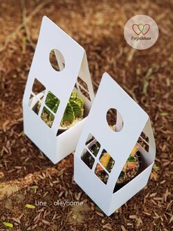 กระบองเพชรใส่กล่องสีขาวมีช่องหน้าต่าง