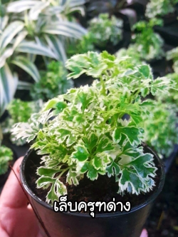 ต้นเล็บครุฑด่าง (ของชำร่วยต้นไม้)