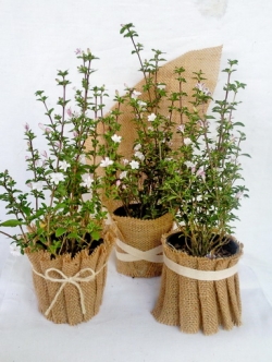 ข้าวตอกพระร่วง ห่อผ้ากระสอบ