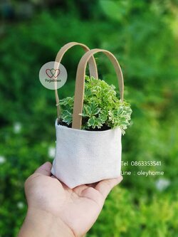 ต้นไม้มงคลของชำร่วยในถุงผ้าดิบสายหนังลดใช้ถุงพลาสติก