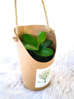 ต้นไม้มงคลของชำร่วยใส่แก้วกระดาษมีหูหิ้ว ขนาดกระถาง 2.5 นิ้ว