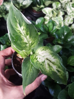 ต้นเศรษฐีรับเงิน (ของชำร่วยต้นไม้)