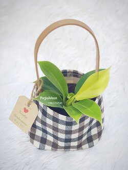 ต้นไม้มงคลในถุงลายสก็อตมีหูหิ้ว