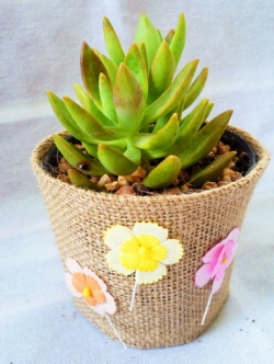 กุหลาบหินใบ ไม้อวบน้ำคละชนิด ของชำร่วยต้นไม้ห่อผ้ากระสอบ ตกแต่งด้วยดอกไมกระดาษ