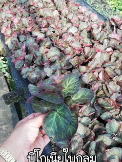 ต้นบีโกเนียใบกลม (ของชำร่วยต้นไม้)