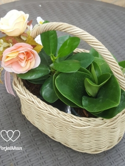 กระเช้าต้นไม้ของขวัญ กระเช้าไหว้ครู ขนาด 5x7 นิ้ว