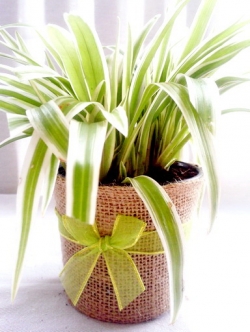 เศรษฐีเรือนทองในกระถางห่อผ้ากระสอบ