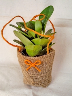 เปเปอร์หยก ในถุงผ้ากระสอบทรงกระถาง(ก้นแคบปากบาน)