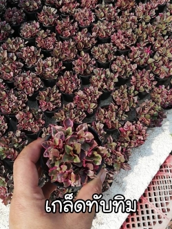 ต้นเกล็ดทับทิม หรือเบญจรงค์ (ของชำร่วยต้นไม้)