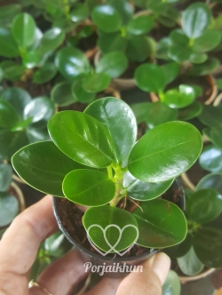 ต้นช้อนเงินช้อนทอง (ของชำร่วยต้นไม้)