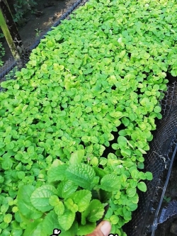 ต้นมิ้นประดับ หรือ สาระแหน่ฟิลิปปินส์ (ของชำร่วยต้นไม้)