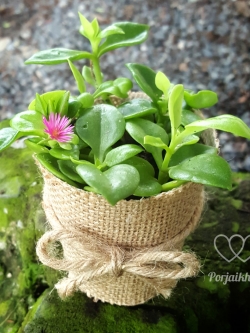 ต้นเบบี้โรส เบบี้ซันโรส (ของชำร่วยต้นไม้)