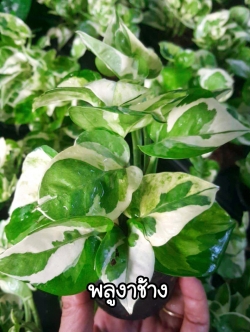 ต้นพลูงาช้าง (ของชำร่วยต้นไม้)