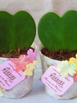 โฮย่า หัวใจเดียว ห่อกระดาษสาสีสดใสแต่งด้วยดอกไม้กระดาษ