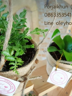 ต้นไม้ของชำร่วยใส่ปลอกกระถางมีหูหิ้ว