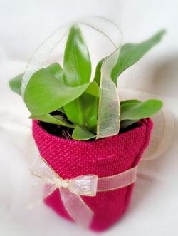 ไม้มงคลนาม ในถุงผ้ากระสอบสีสดใส