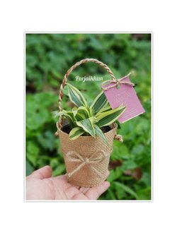 ต้นไม้มงคลของชำร่วยห่อผ้าผ้ากระสอบมีหูหิ้วในตัว ขนาดกระถาง 3 นิ้ว