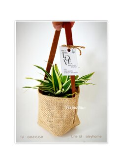 ต้นไม้มงคลใส่ถุงผ้ากระสอบสายหนังสีน้ำตาล
