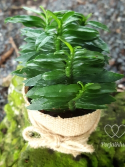 ต้นบันไดเศรษฐี หรือ บันไดเงินบันไดทอง (ของชำร่วยต้นไม้)