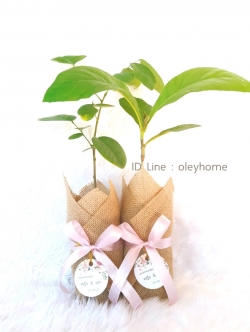 ของชำร่วยต้นไม้ กล้าไม้ของชำร่วย กล้าไม้ยืนต้น กล้าไม้ป่าห่อผ้ากระสอบทรงเหลี่ยม